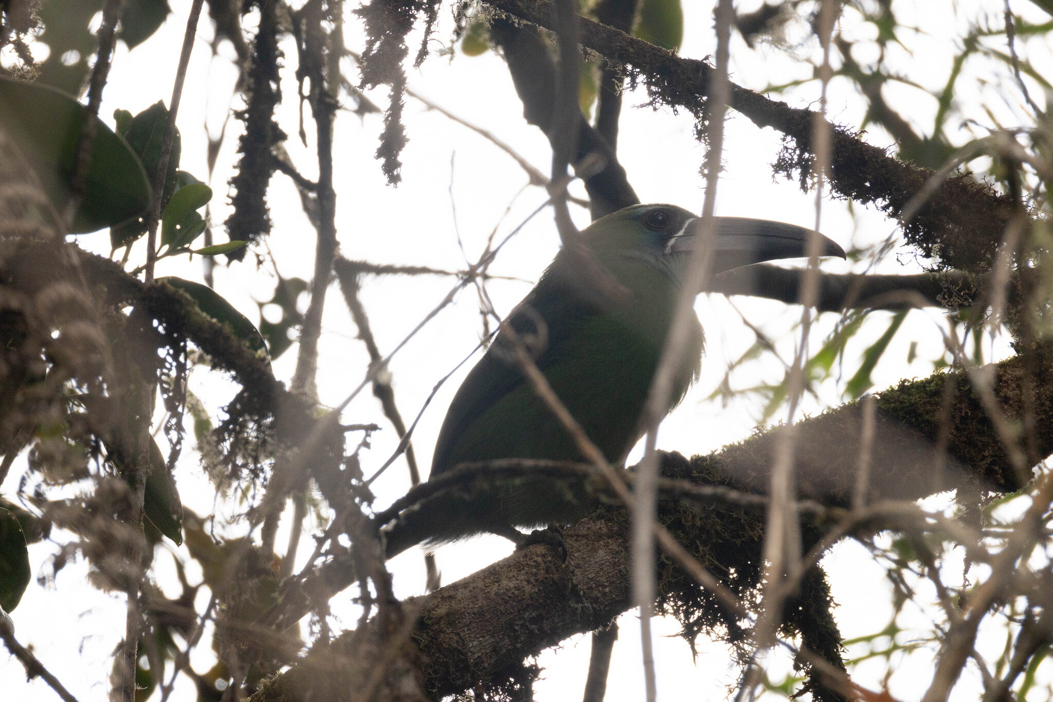 Chestnut-tipped Toucanet (Aulacorhynchus derbianus), photo 3