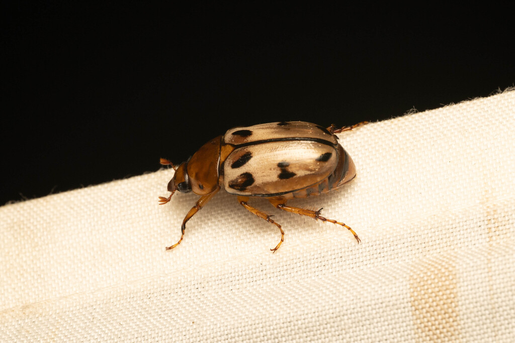 Cyclocephala morphoidina