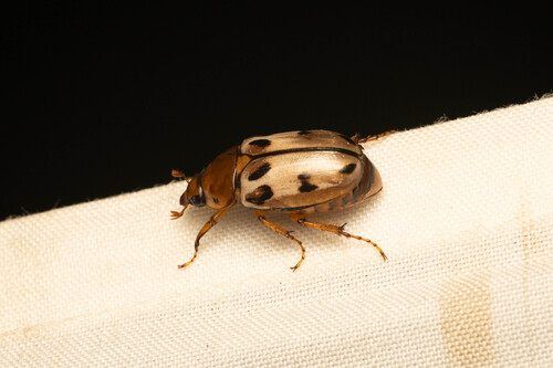 Cyclocephala morphoidina