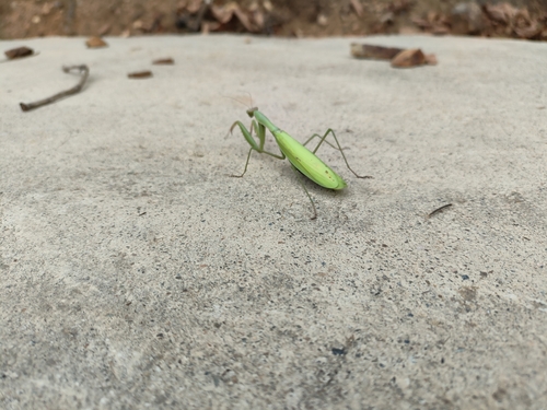 European Mantis