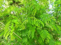 Senegalia schweinfurthii