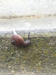 Xerarionta intercisa