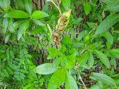 Metarungia longistrobus