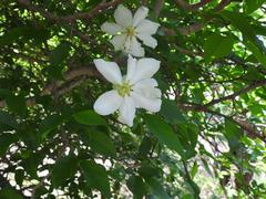 Oncoba spinosa