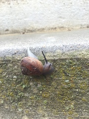 Xerarionta intercisa