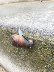 Xerarionta intercisa