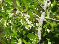 Gymnosporia maranguensis