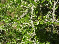 Gymnosporia maranguensis