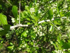 Gymnosporia maranguensis