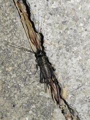 Svercacheta siamensis