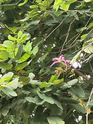 Butterfly tree (Bauhinia purpurea)