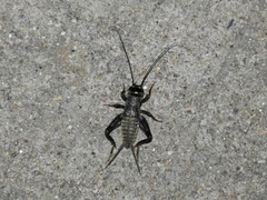 Svercacheta siamensis