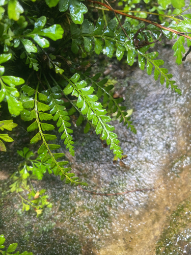 Polystichum yaeyamense iNat (3)