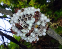 Polistes fastidiosus