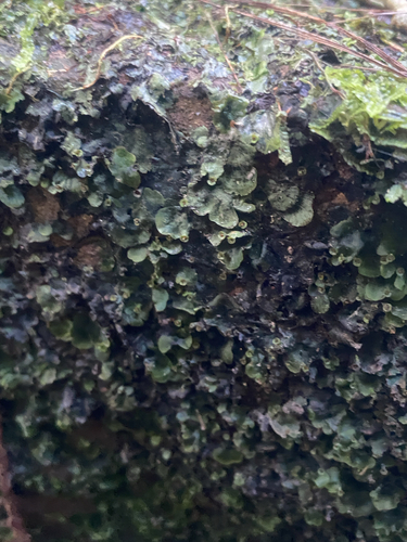 Didymoglossum motleyi iNat (2)