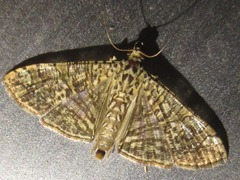 Glyphodes pulverulentalis