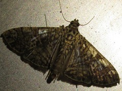 Glyphodes pulverulentalis