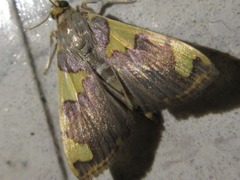 Rehimena phrynealis