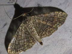 Glyphodes pulverulentalis