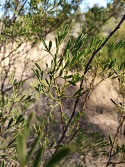 Senna artemisioides coriacea