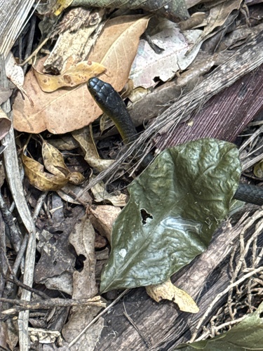 Common Tree Snake sighting