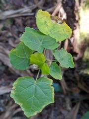 Hibiscadelphus