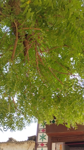 Neem