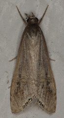 Euchromius californicalis
