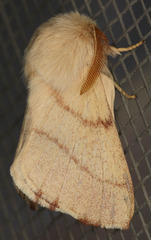 Malacosoma constricta