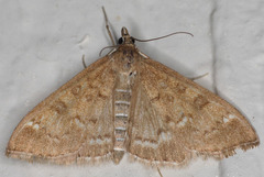 Mecyna mustelinalis