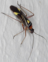 Closterocoris amoenus