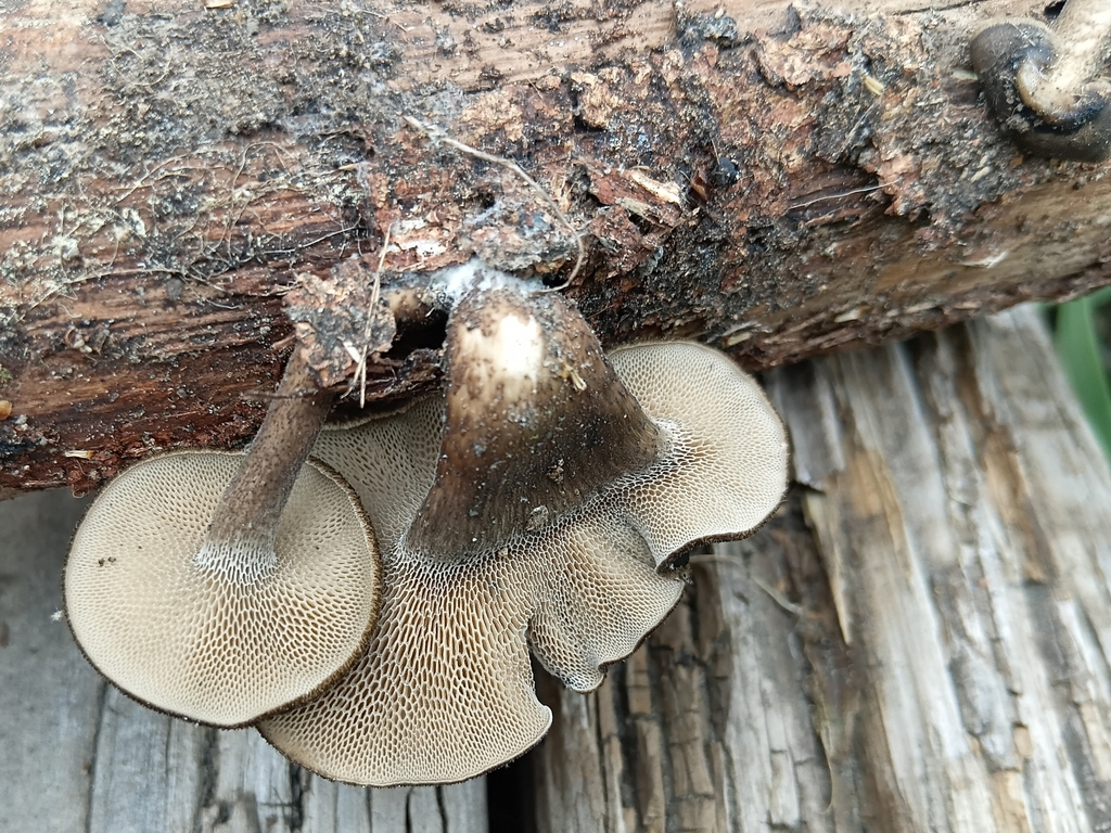 Lentinus arcularius · October 2025 · photo: © alice_shanks (iNaturalist, cc-by)