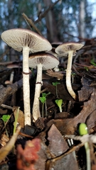 Leratiomyces squamosus thraustus