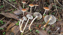 Leratiomyces squamosus thraustus