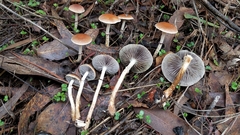 Leratiomyces squamosus thraustus