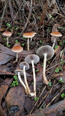 Leratiomyces squamosus thraustus