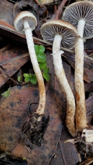 Leratiomyces squamosus thraustus