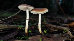 Leratiomyces squamosus thraustus
