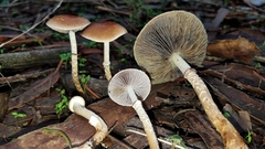Leratiomyces squamosus thraustus
