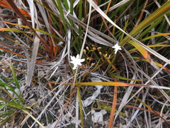 Libertia peregrinans
