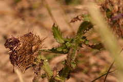 Centaurea polyacantha