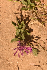 Centaurea polyacantha