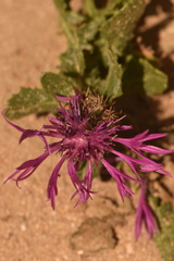 Centaurea polyacantha