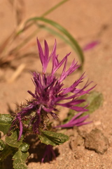 Centaurea polyacantha