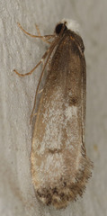 Tinea occidentella