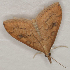 Udea profundalis