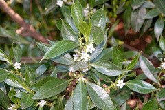 Myoporum laetum