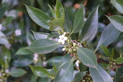 Myoporum laetum