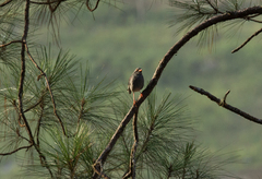 Turdus plumbeus