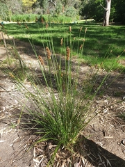 Carex tereticaulis